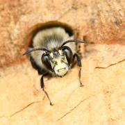 Anthophora plumipes (Pallas, 1772) - Anthophore plumeuse (mâle)