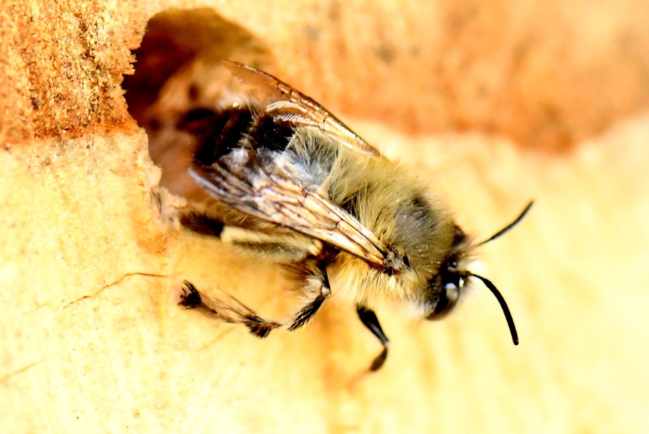 Anthophora plumipes (Pallas, 1772) - Anthophore plumeuse (mâle)