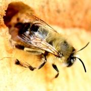 Anthophora plumipes (Pallas, 1772) - Anthophore plumeuse (mâle)