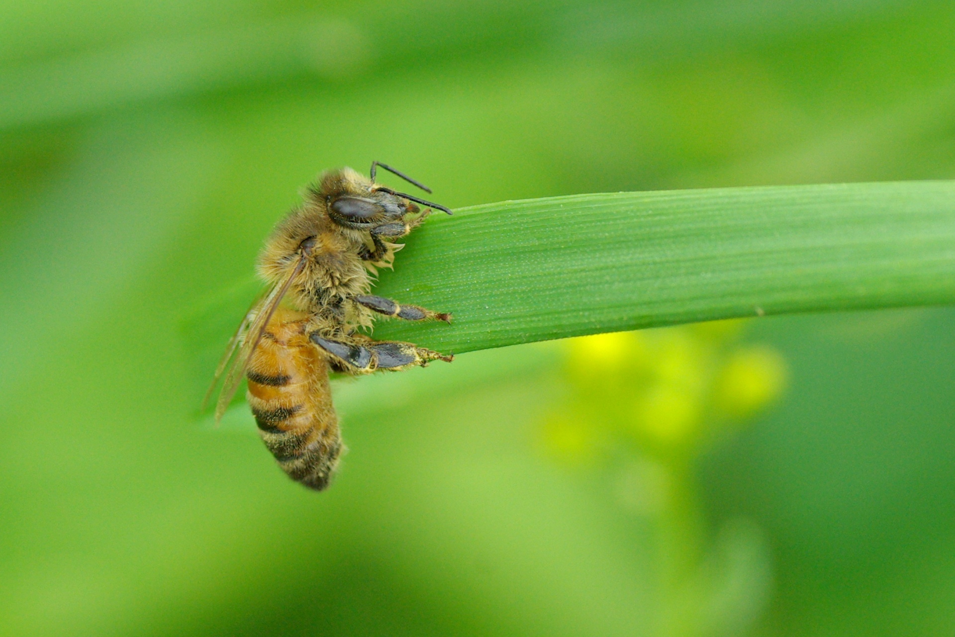 Apis mellifera Linnaeus, 1758 - Abeille domestique, Abeille mellifère 