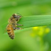 Apis mellifera Linnaeus, 1758 - Abeille domestique, Abeille mellifère 