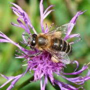 Apis mellifera Linnaeus, 1758 - Abeille domestique, Abeille mellifère 