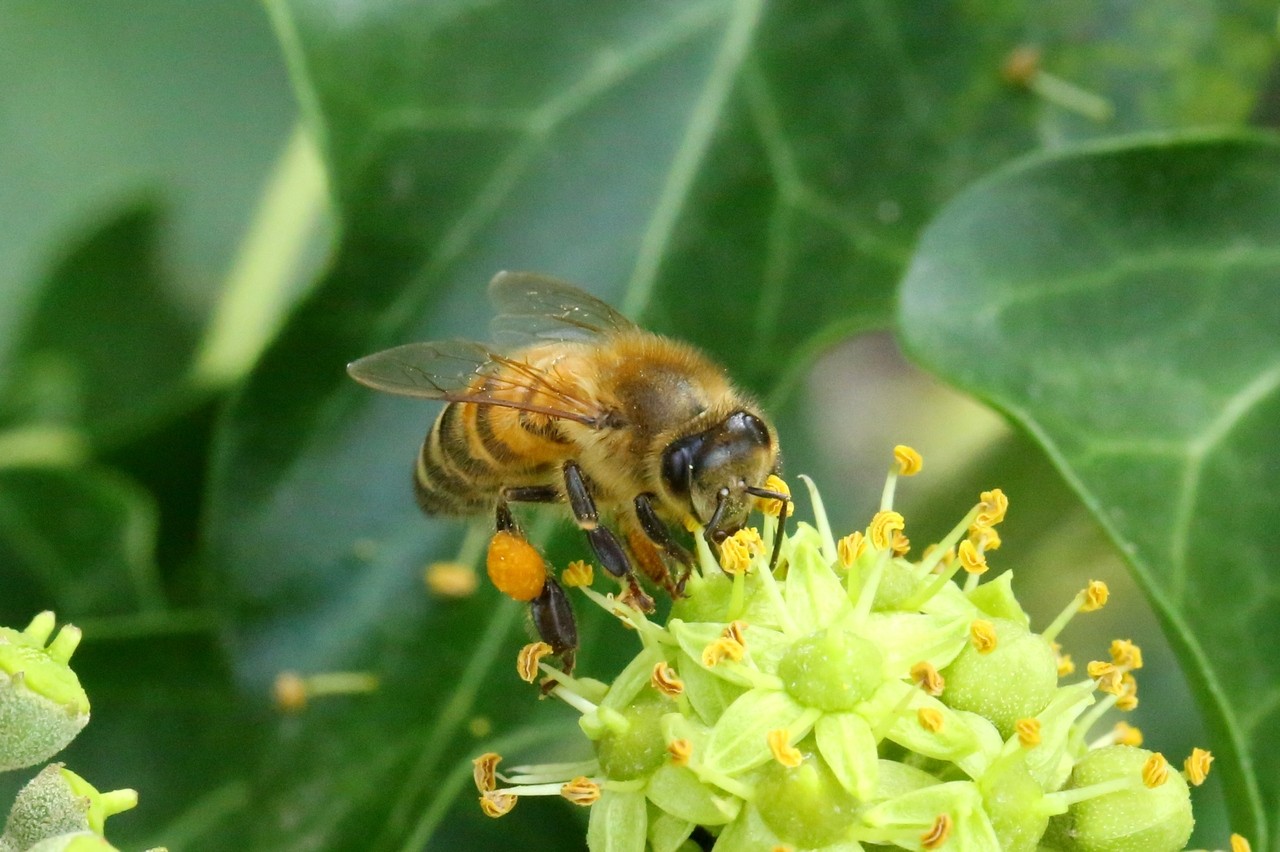 Apis mellifera Linnaeus, 1758 - Abeille domestique, Abeille mellifère  