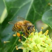 Apis mellifera Linnaeus, 1758 - Abeille domestique, Abeille mellifère  