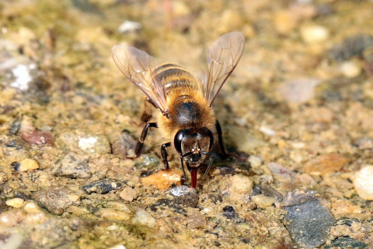 Apis mellifera Linnaeus, 1758 - Abeille domestique, Abeille mellifère