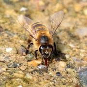 Apis mellifera Linnaeus, 1758 - Abeille domestique, Abeille mellifère