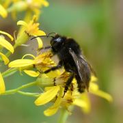 Bombus campestris (Panzer, 1800) - Psithyre des Champs (mâle)