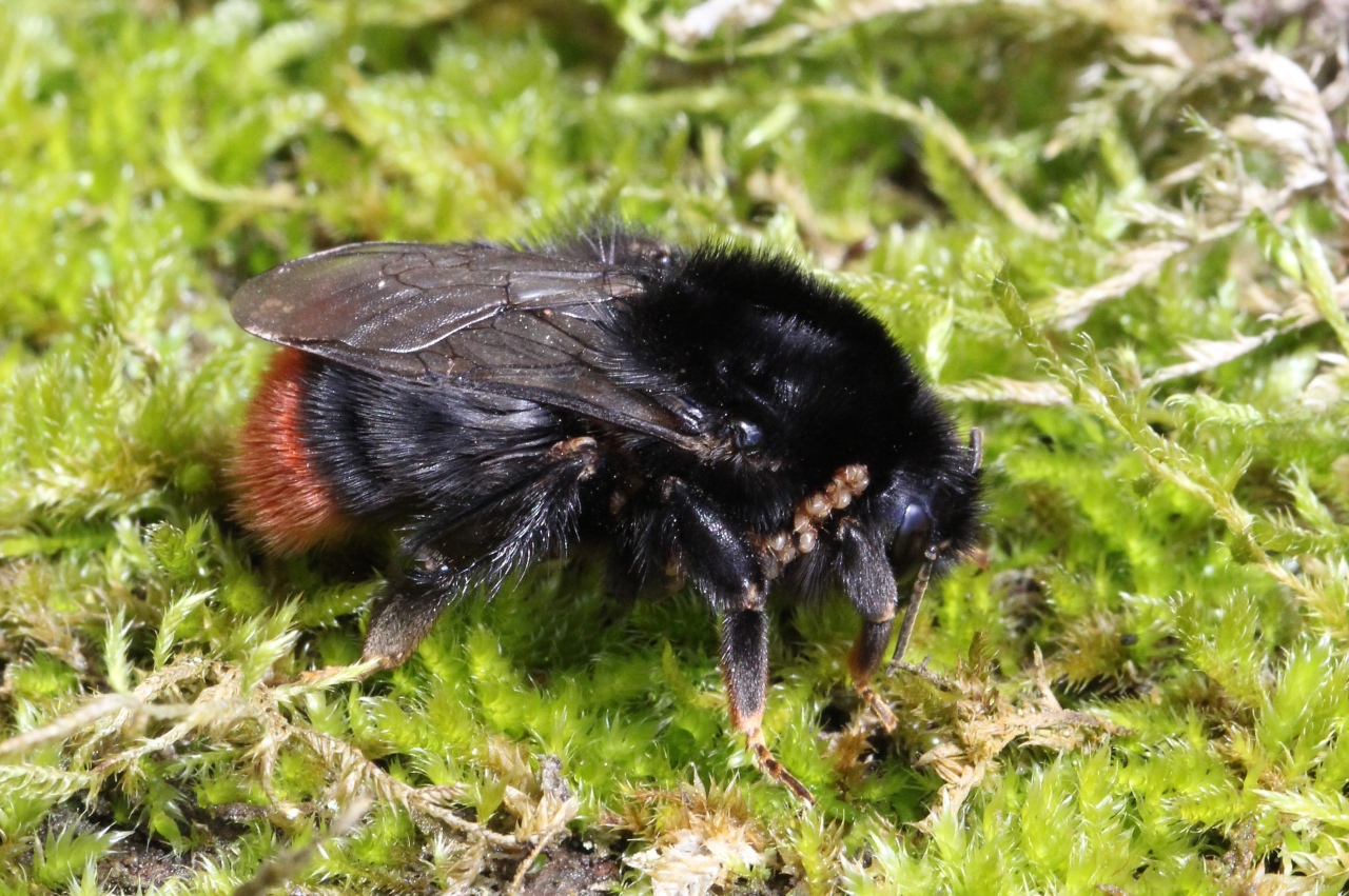 Bombus lapidarius (Linnaeus, 1758) - Bourdon des pierres (femelle)