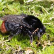 Bombus lapidarius (Linnaeus, 1758) - Bourdon des pierres (femelle)