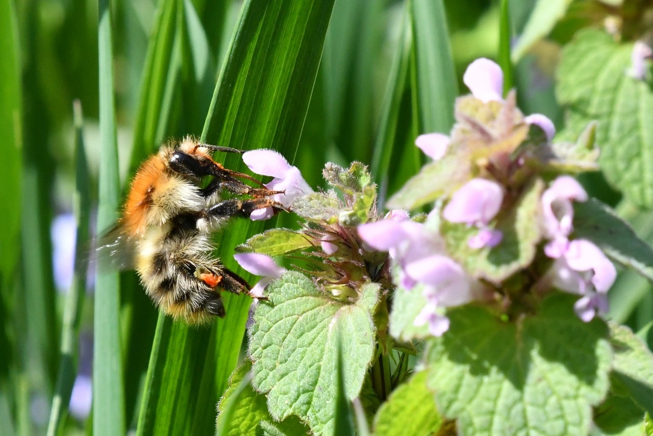 Bombus pascuorum (Scopoli, 1763) - Bourdon des champs