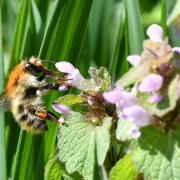 Bombus pascuorum (Scopoli, 1763) - Bourdon des champs