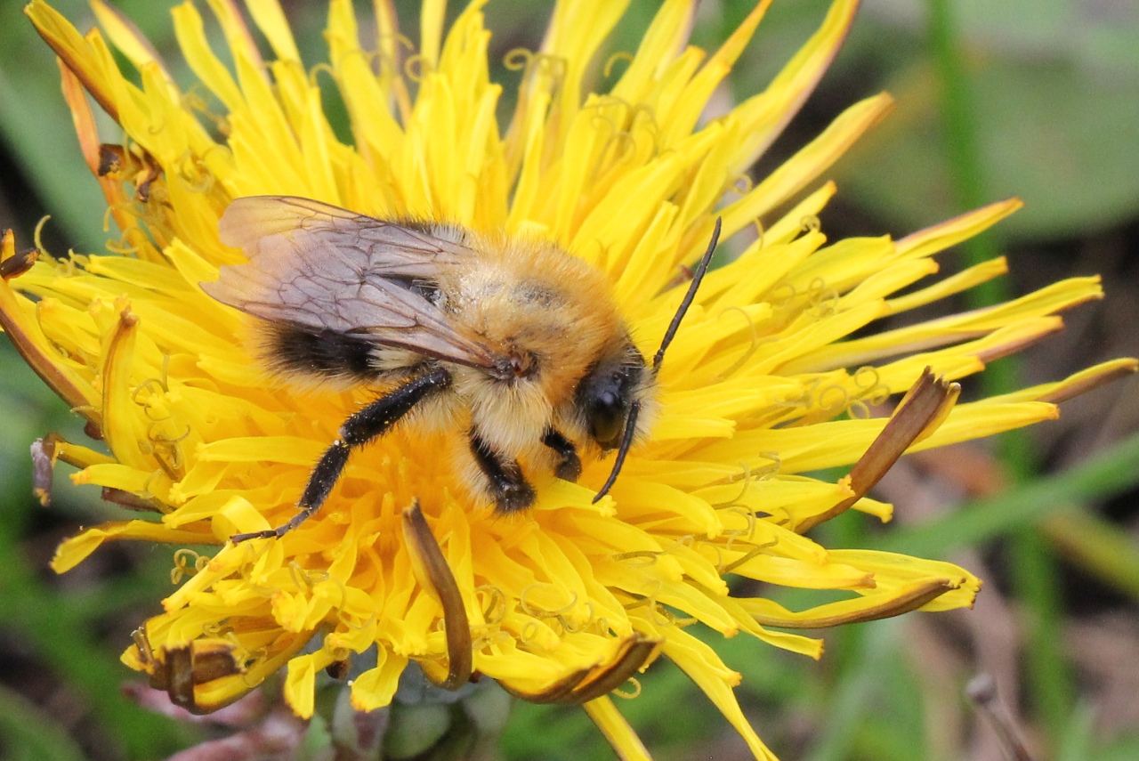 Bombus pascuorum (Scopoli, 1763) - Bourdon des champs