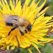 Bombus pascuorum (Scopoli, 1763) - Bourdon des champs