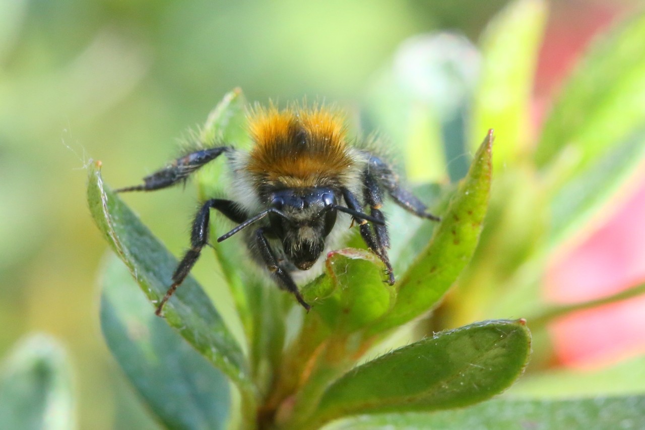 Bombus pascuorum (Scopoli, 1763) - Bourdon des champs (femelle)