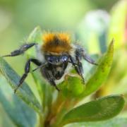 Bombus pascuorum (Scopoli, 1763) - Bourdon des champs (femelle)