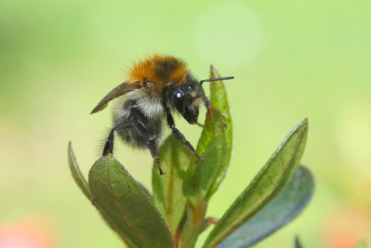 Bombus pascuorum (Scopoli, 1763) - Bourdon des champs (femelle)