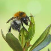 Bombus pascuorum (Scopoli, 1763) - Bourdon des champs (femelle)