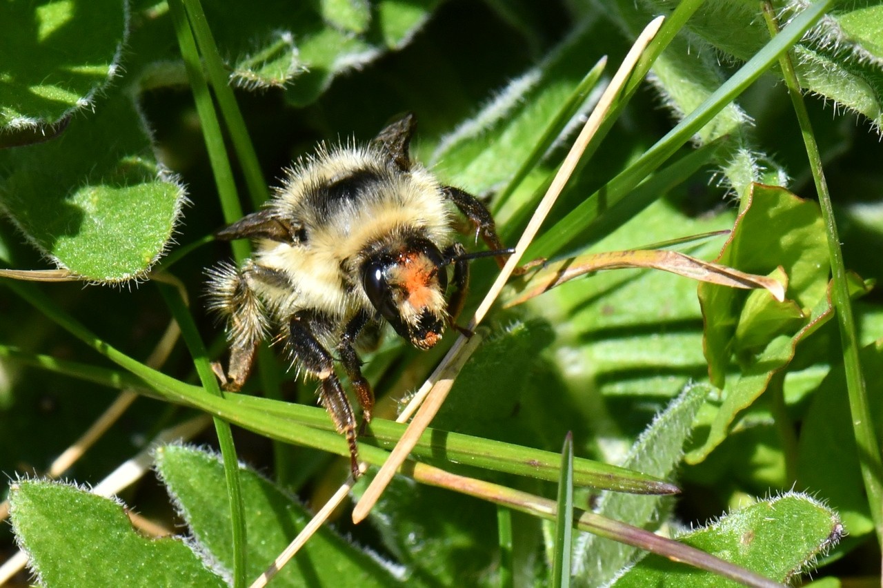 Bombus sylvarum (Linnaeus, 1760) - Bourdon grisé, forestier (Reine)