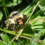 Bombus sylvarum (Linnaeus, 1760) - Bourdon grisé, forestier (Reine)