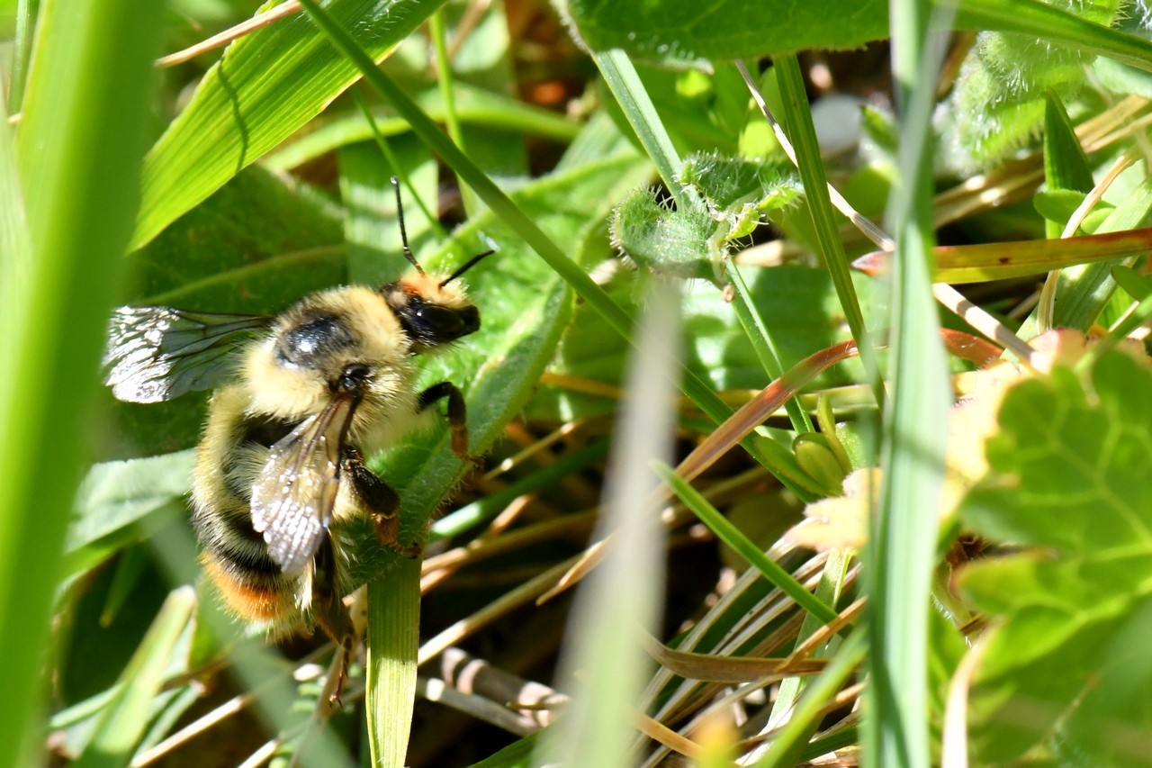 Bombus sylvarum (Linnaeus, 1760) - Bourdon grisé, forestier (Reine)