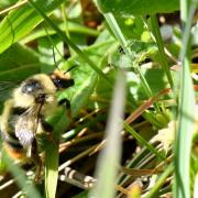 Bombus sylvarum (Linnaeus, 1760) - Bourdon grisé, forestier (Reine)