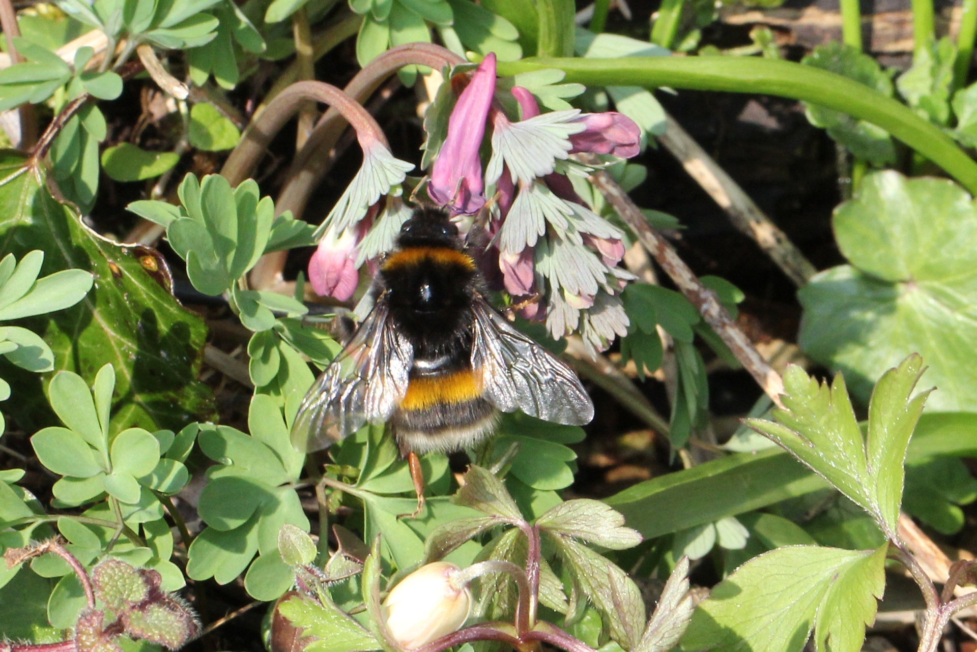 Bombus terrestris (Linnaeus, 1758) - Bourdon terrestre 