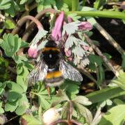 Bombus terrestris (Linnaeus, 1758) - Bourdon terrestre 