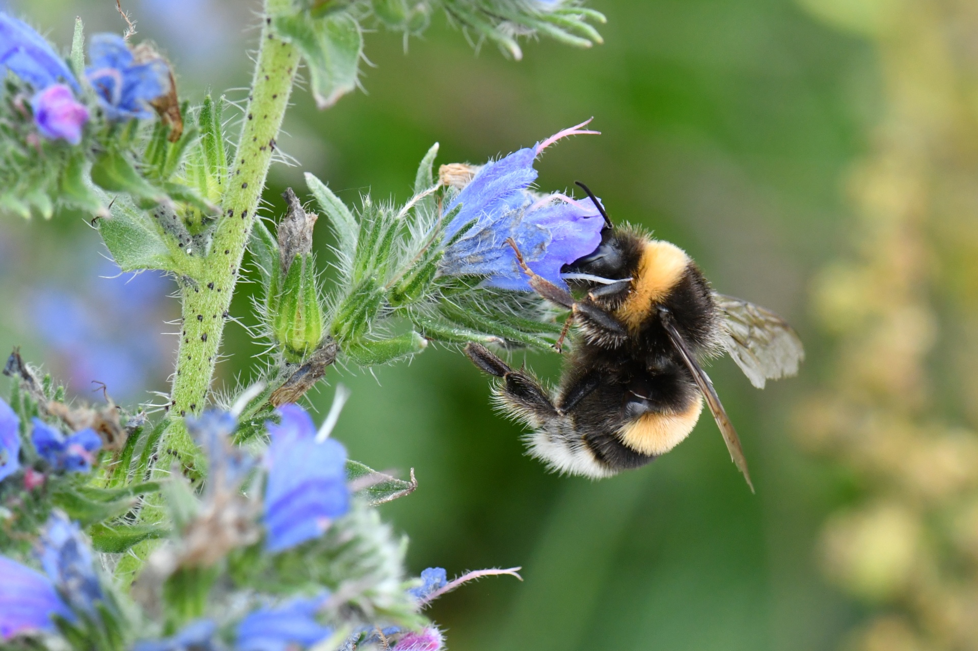 Bombus terrestris (Linnaeus, 1758) - Bourdon terrestre