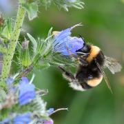 Bombus terrestris (Linnaeus, 1758) - Bourdon terrestre