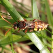 Nomada flava Panzer,1798 - Abeille coucou