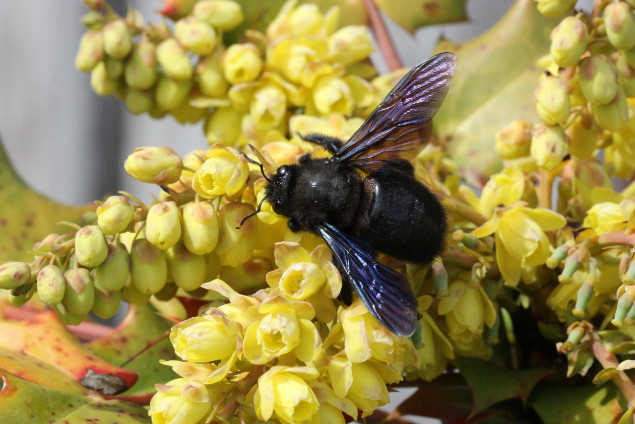 Xylocopa violacea (Linnaeus, 1758) - Abeille charpentière (mâle)