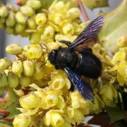 Xylocopa violacea (Linnaeus, 1758) - Abeille charpentière (mâle)