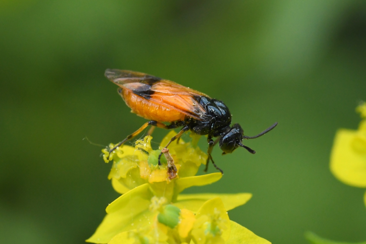 Arge cyanocrocea (Förster, 1771) - Tenthrède de la Ronce 