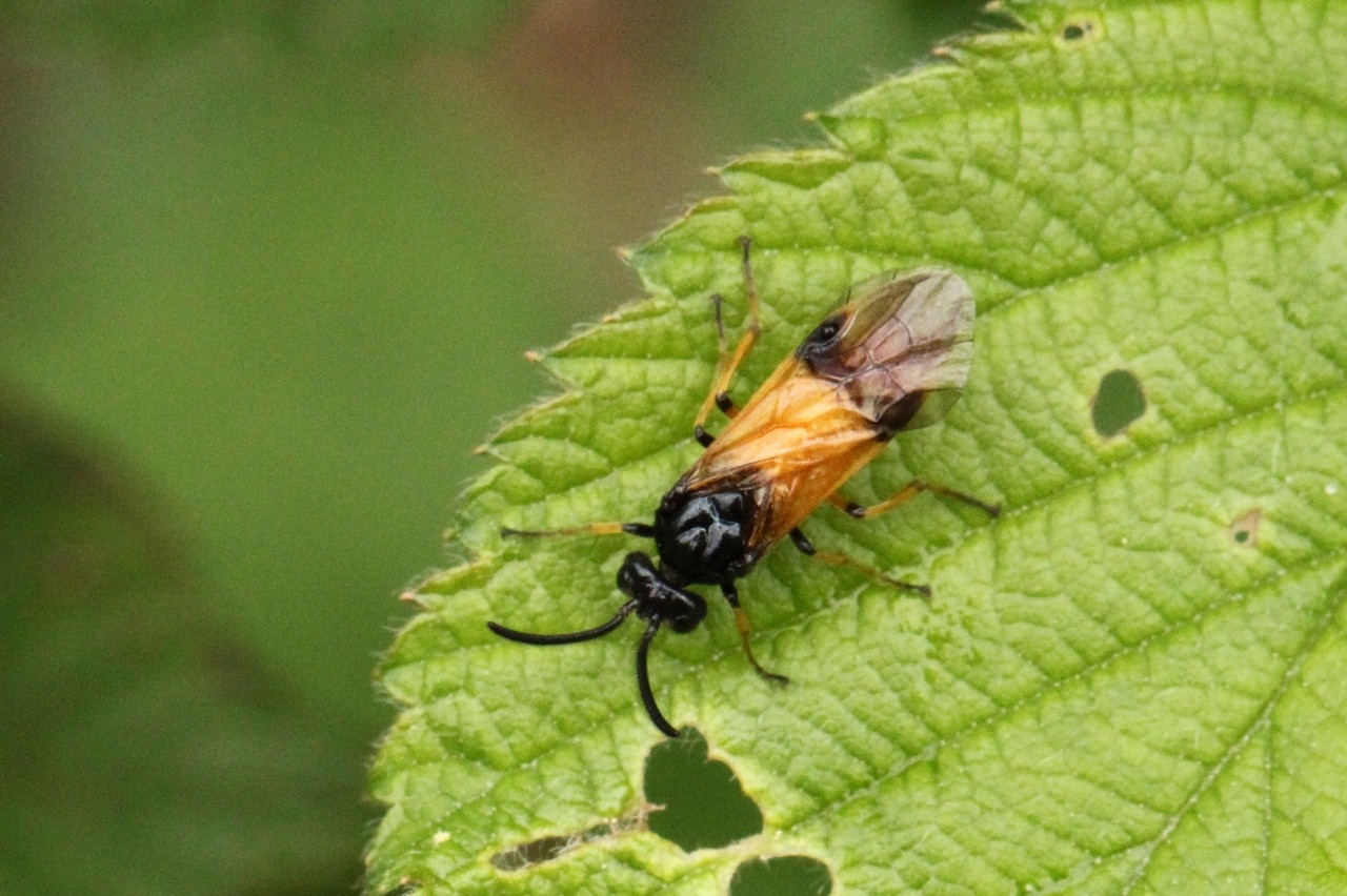 Arge cyanocrocea (Förster, 1771) - Tenthrède de la Ronce 