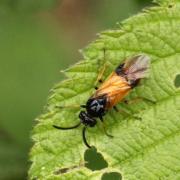 Arge cyanocrocea (Förster, 1771) - Tenthrède de la Ronce 