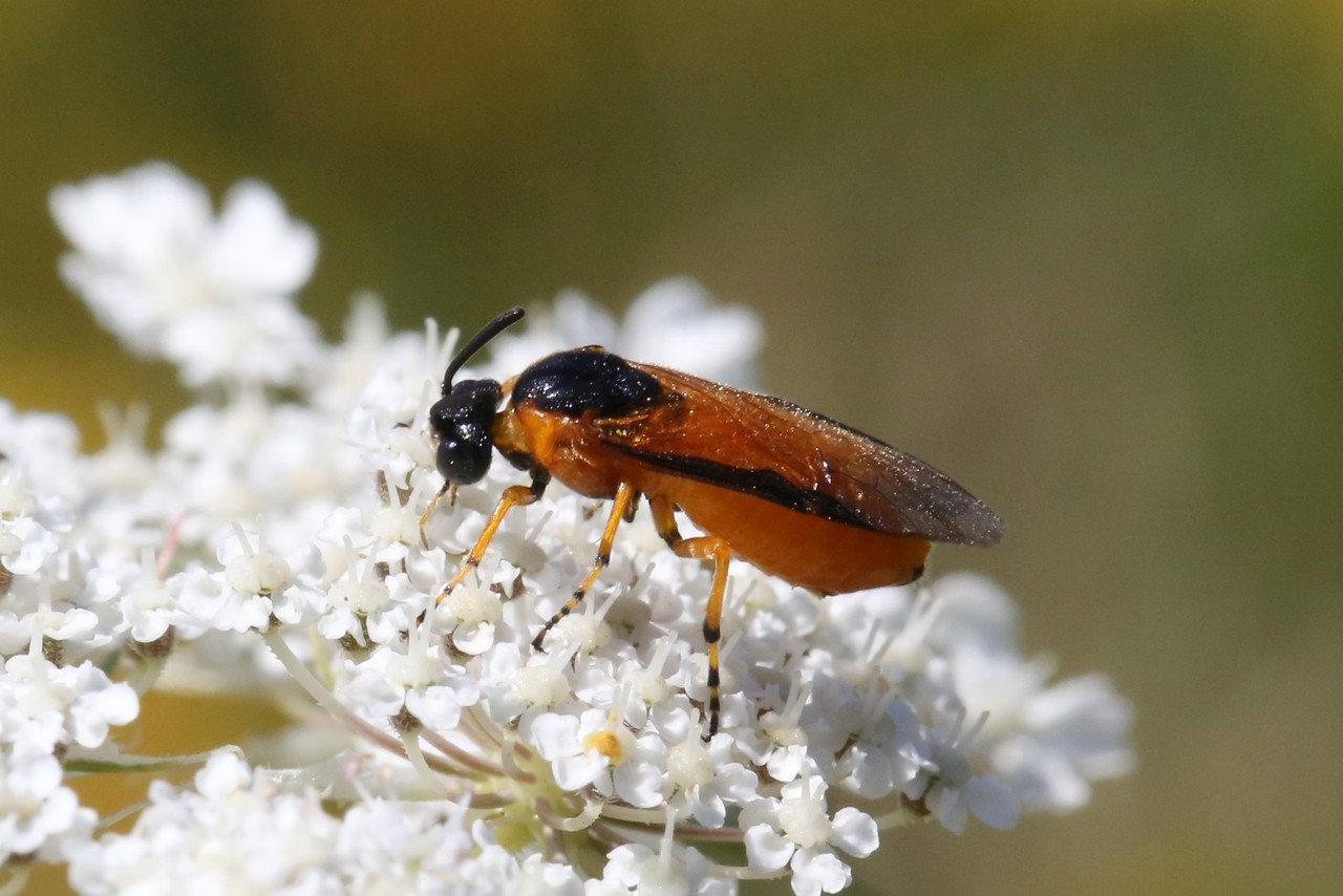 Arge ochropus (Gmelin, 1790) - Hylotome du Rosier (femelle)