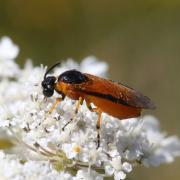 Arge ochropus (Gmelin, 1790) - Hylotome du Rosier (femelle)