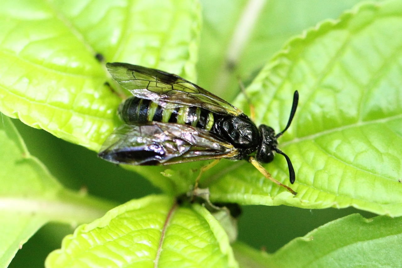 Arge rustica (Linnaeus, 1758) - Mouche-à-scie à quatre bandes jaunes (femelle)