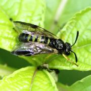 Arge rustica (Linnaeus, 1758) - Mouche-à-scie à quatre bandes jaunes (femelle)