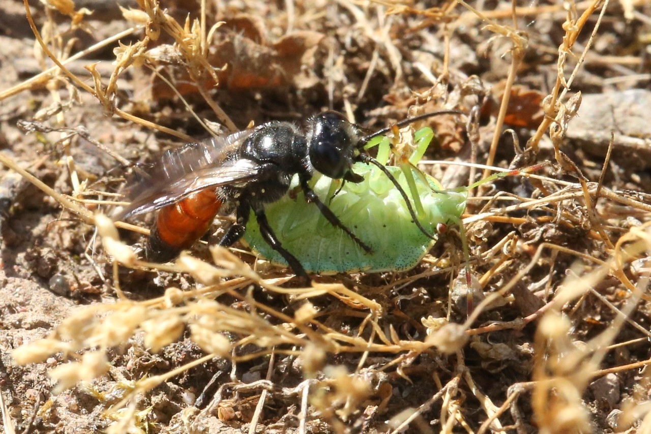 Astata boops (Schrank, 1781) (femelle) (Capture d'un Pentatomidae)