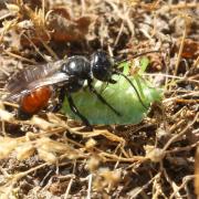 Astata boops (Schrank, 1781) (femelle) (Capture d'un Pentatomidae)