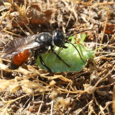 Astata boops (Schrank, 1781) (femelle) (Capture d'un Pentatomidae)