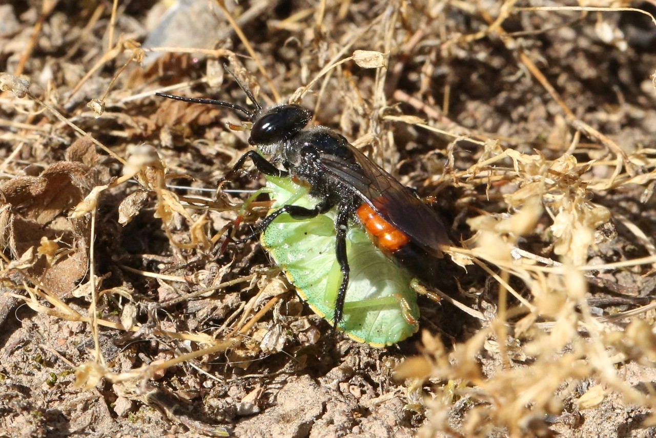 Astata boops (Schrank, 1781) (femelle) (Capture d'un Pentatomidae)