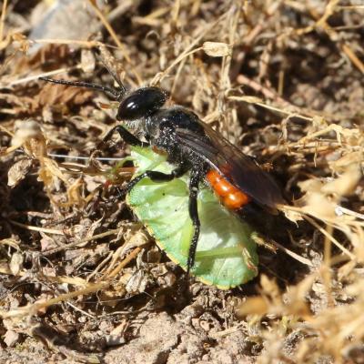Astata boops (Schrank, 1781) (femelle) (Capture d'un Pentatomidae)