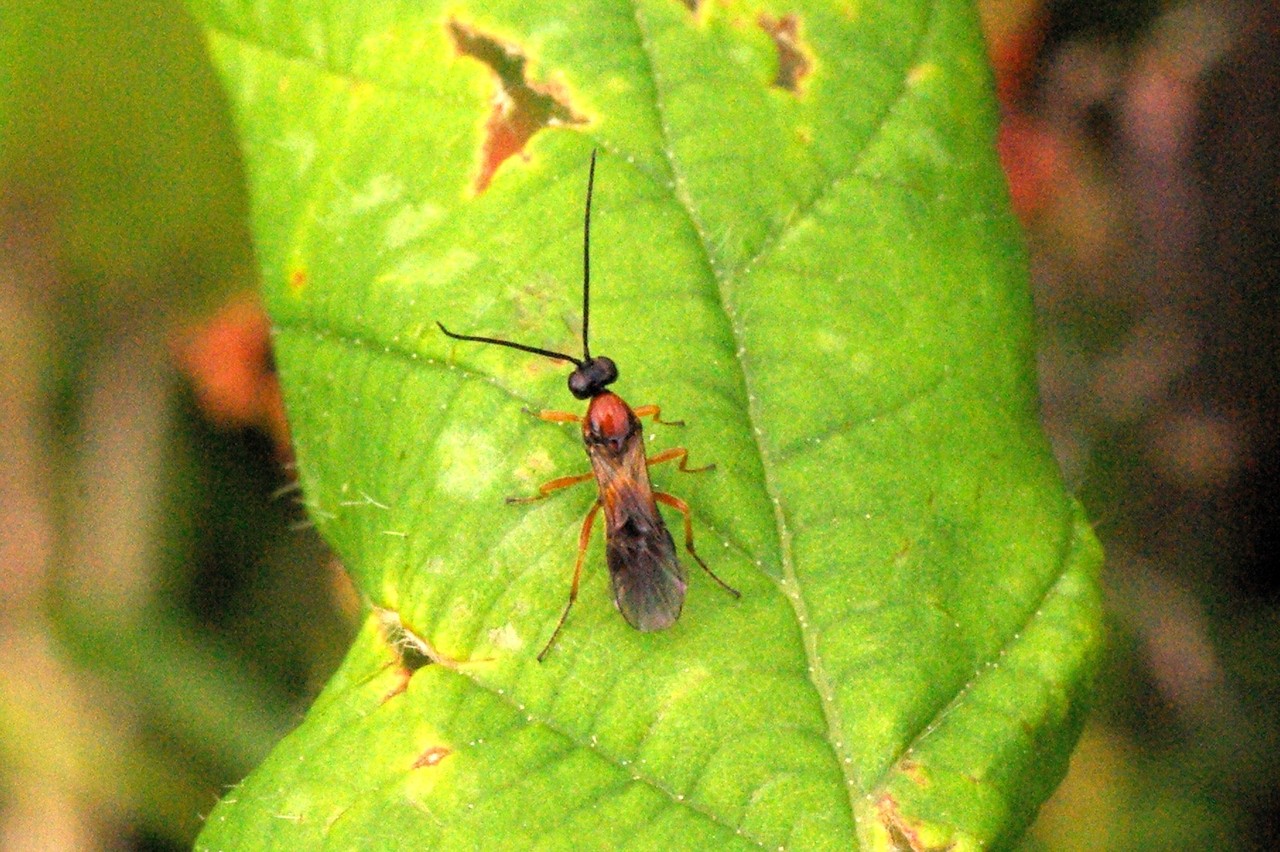 Brachonidae Indéterminé 