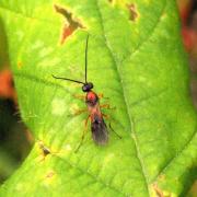 Brachonidae Indéterminé 