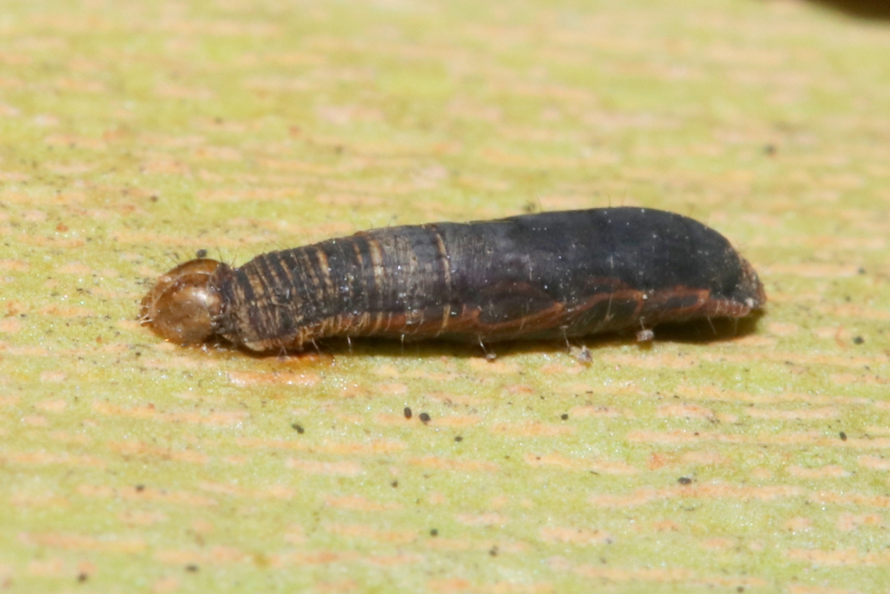 Aleiodes sp (larve endoparasite de chenille)