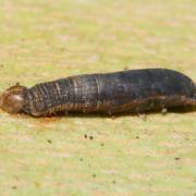 Aleiodes sp (larve endoparasite de chenille)