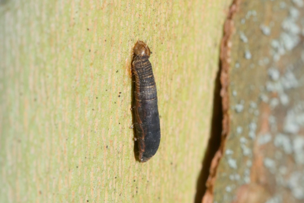 Aleiodes sp (larve endoparasite de chenille)