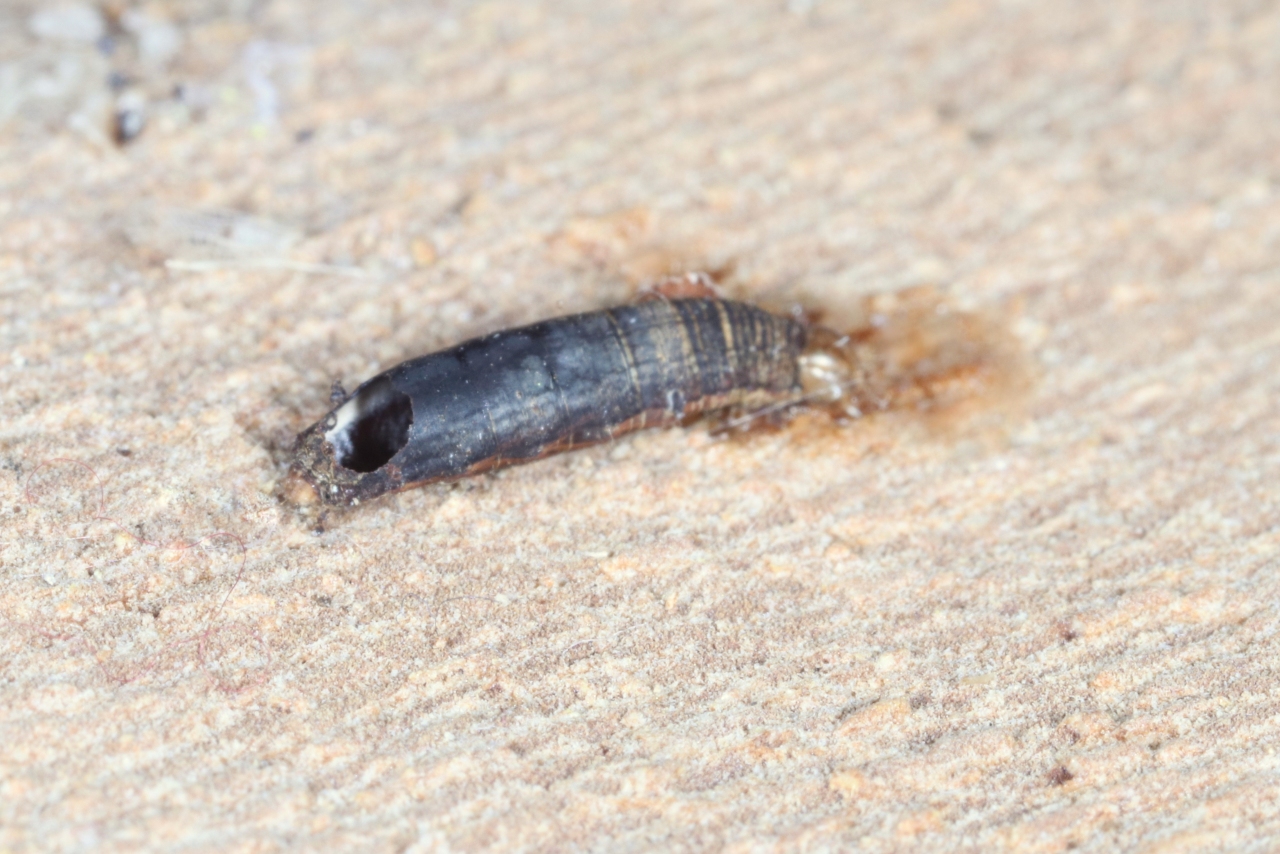 Aleiodes sp - Trou de sortie de l'imago